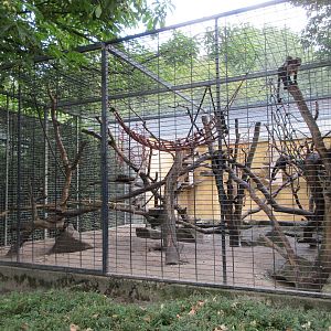 Yellow-breasted Capuchin Exhibit