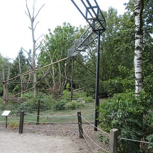 Yellow-breasted Capuchin Exhibit