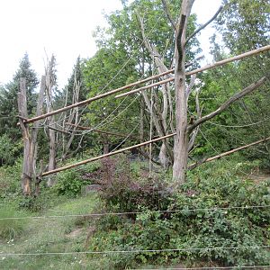 Yellow-breasted Capuchin Exhibit
