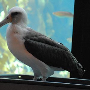 Laysan Albatross