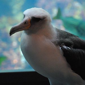 Laysan Albatross