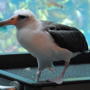 Laysan Albatross