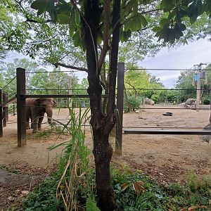 Aug. 2019 - Elephant Reserve - Main Exhibit Newly "Expanded"