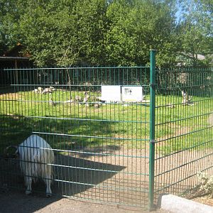 Skærup Zoo - Goat exhibit