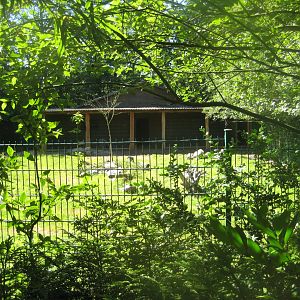 Skærup Zoo - Goat exhibit