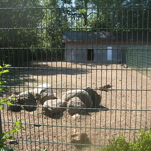 Skærup Zoo - Takin exhibit