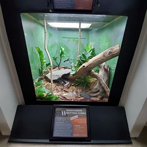 Aug. 2019 - Reptile House - Indochinese Spitting Cobra Exhibit