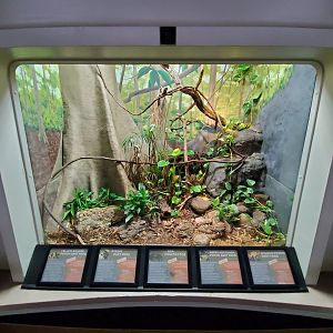 Aug. 2019 - Reptile House - Boa Constrictor/Poison Dart Frog Exhibit