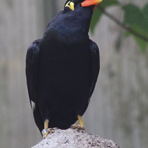 Hill myna