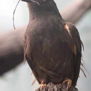 Guianan cock-of-the-rock - female