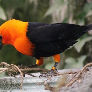 Scarlet-headed blackbird
