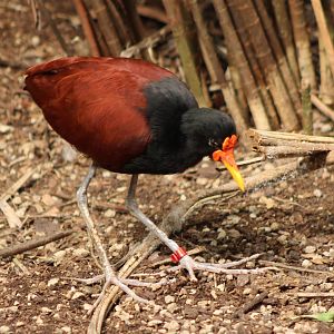 Wattled jacana