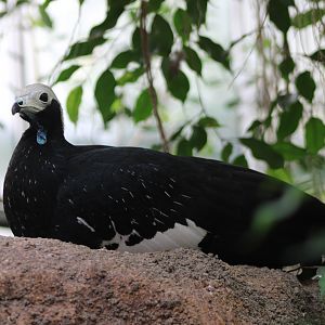 Blue-throated piping guan