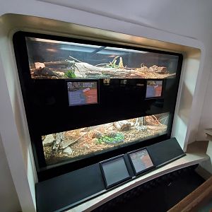 Aug. 2019 - Reptile House - Angolan Python/Pancake Tortoise + Indian Star Tortoise Exhibits