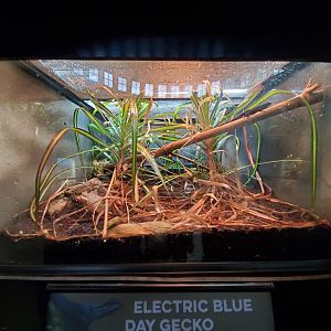 Aug. 2019 - Reptile House - Electric Blue Day Gecko Exhibit