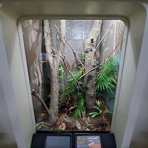 Aug. 2019 - Reptile House - Jamaican Boa Exhibit