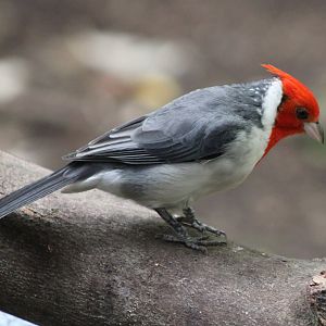 Red-crested cardinal