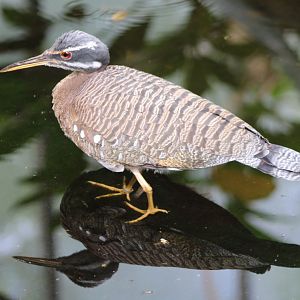 Sunbittern