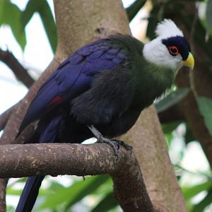 White-crested touraco