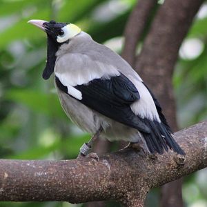Wattled starling
