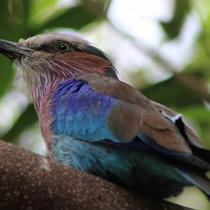 Lilac-breasted roller
