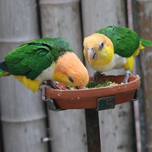 White-bellied parrots at the feeding-bowl