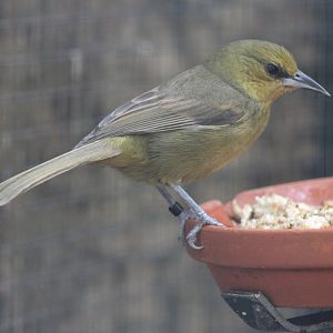 Montserrat oriole - female