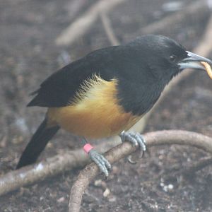 Monterrat oriole - male