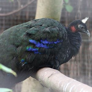 Congo peacock - male