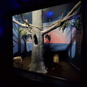 Aug. 2019 - Night Hunters (Lights On) - Spectacled Owl Exhibit