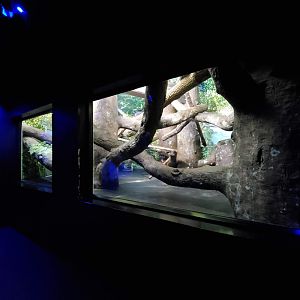 Aug. 2019 - Night Hunters - Bearcat Exhibit (Former Clouded Leopard)