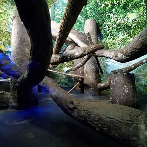 Aug. 2019 - Night Hunters - Bearcat Exhibit (Former Clouded Leopard)