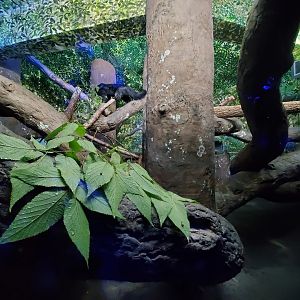 Aug. 2019 - Night Hunters - Bearcat Exhibit (Former Clouded Leopard)