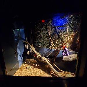 Aug. 2019 - Night Hunters - Right Potto Exhibit (Former Armadillo/Civet)