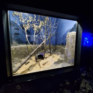 Aug. 2019 - Night Hunters (Lights On) - Southern Three-banded Armadillo Exhibit (Former Burmese Python)