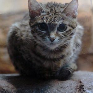 Aug. 2019 - Night Hunters - Black-footed Cat