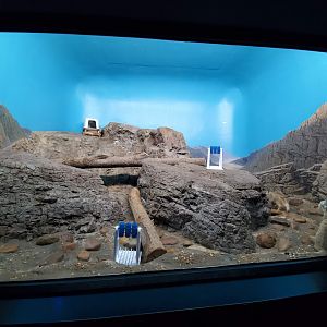 Aug. 2019 - Night Hunters (Lights On) - Arabian Sand Cat Exhibit