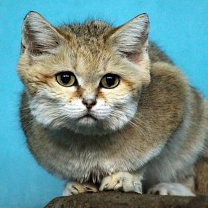 Aug. 2019 - Night Hunters - Arabian Sand Cat