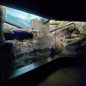 Aug. 2019 - Night Hunters (Lights On) - Fishing Cat Exhibit