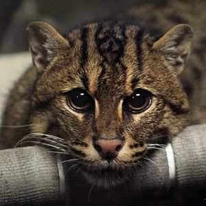 Aug. 2019 - Night Hunters - Fishing Cat