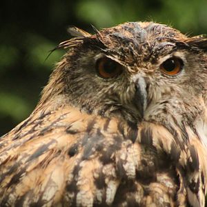 Aug. 2019 - Cat Canyon - New! Eurasian Eagle Owl Exhibit