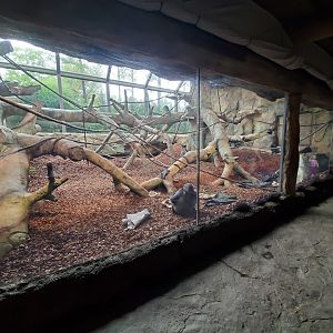 Aug. 2019 - Gorilla World - Indoor Exhibit