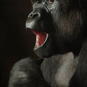 Aug. 2019 - Gorilla World - M'linzi
