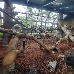 Aug. 2019 - Gorilla World - Indoor Exhibit