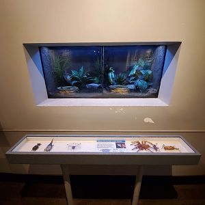 Aug. 2019 - World of the Insect - Black-breasted Leaf Turtle Exhibits