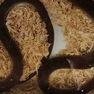 Red-lipped Herald snake - Crotaphopeltis hotamboeia