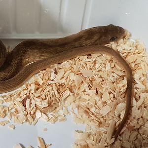 Eastern egg-eating snake - Dasypeltis medici medici