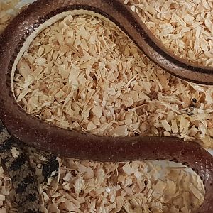 Ornate sand snake - Psammophis praeornatis