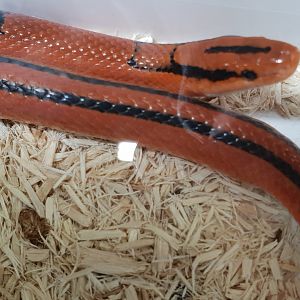 Striped bamboo snake - Oreocryptophis porphyraceus coxi