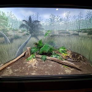 Aug. 2019 - Manatee Springs - Burmese Python Exhibit